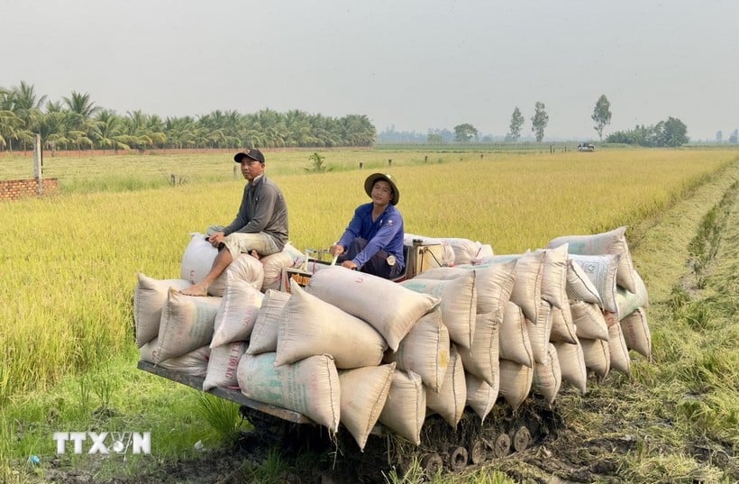Rice is the main agricultural product. (Photo: Thanh Sang/VNA)