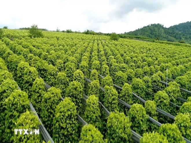 Pepper growing area of ​​Nam Yang Agricultural and Service Cooperative (Kon Gang commune, Gia Lai province) with 30 hectares certified as USDA organic (USA). (Photo: Hong Diep/VNA)  