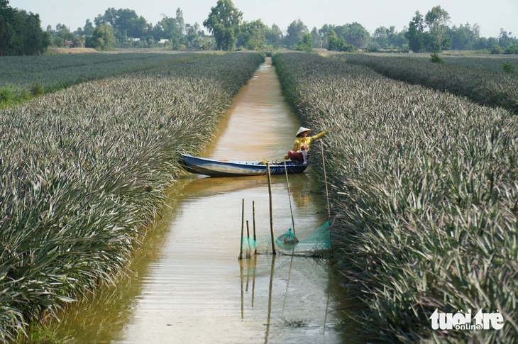 mở rộng Khu bảo tồn sinh thái Đồng Tháp MườÁP  - Ảnh 3.