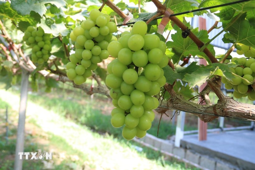 Developing green agriculture and ecological agriculture. (Source: VNA)