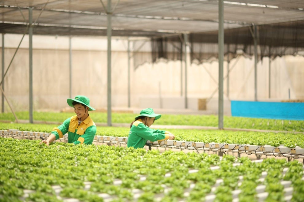 10 năm trao vị lành cho triệu bữa ăn ngon của WinEco - 3