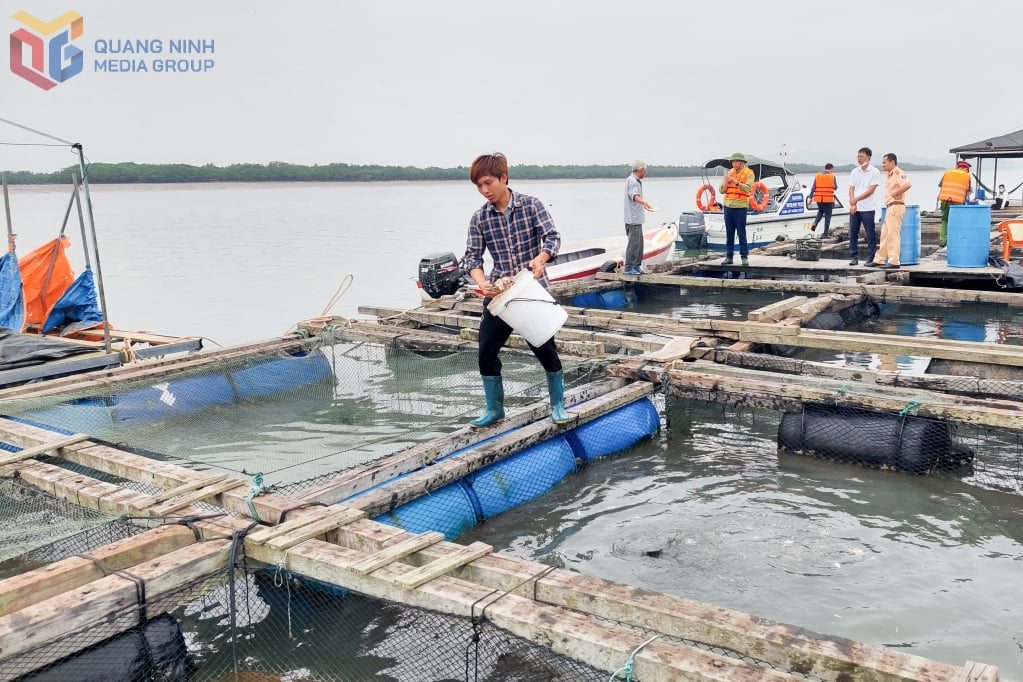 ការចិញ្ចឹមត្រីនៅភូមិ Phuc Tien ឃុំ Dam Ha