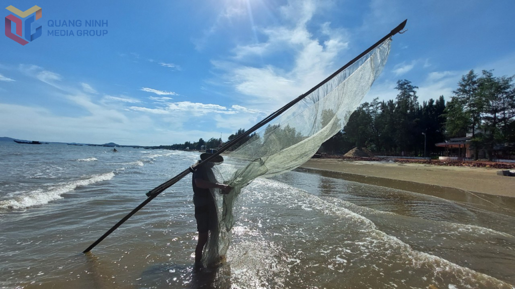ការរើសបង្គានៅឆ្នេរ Tra Co សង្កាត់ Mong Cai 1