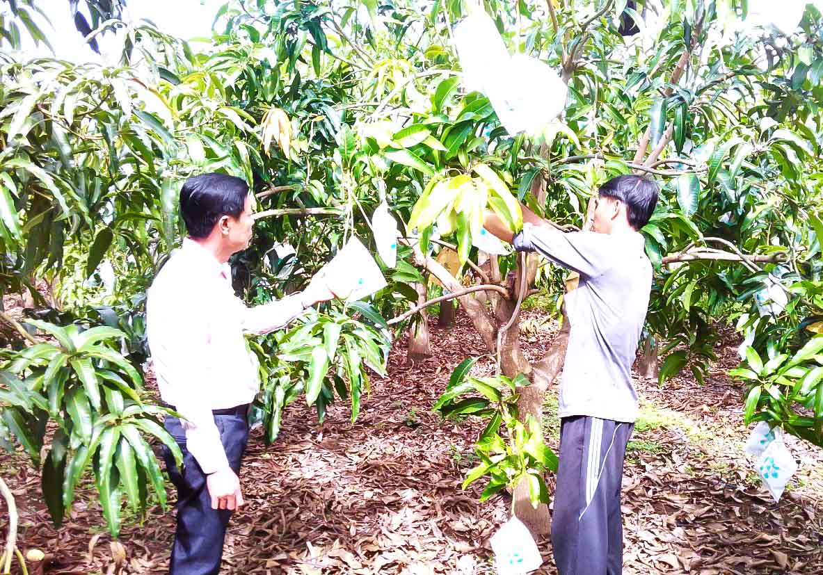 Mr. Vo Quoc Dat's mango garden is ready to harvest.
