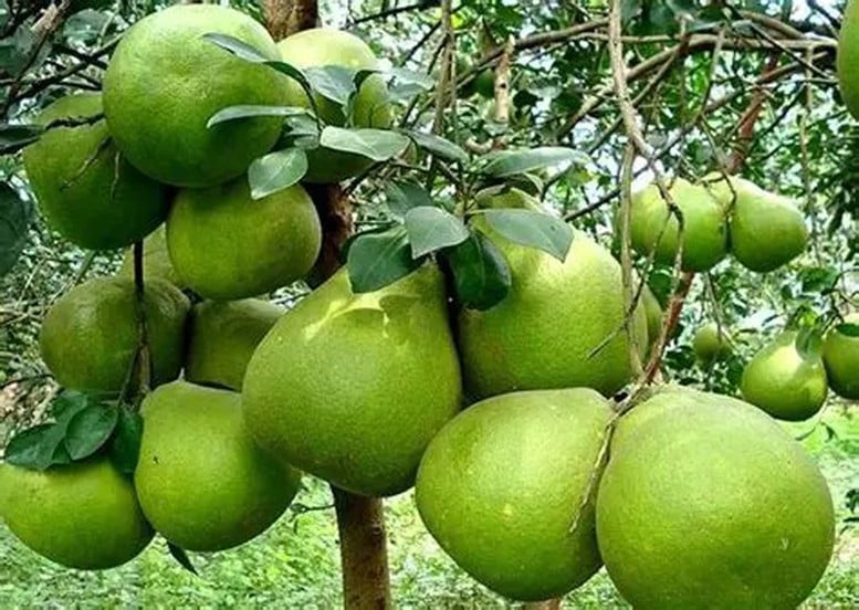 ក្រូចថ្លុងវៀតណាមនាំចេញទៅអូស្ត្រាលីជាលើកដំបូង - រូបថត ១. Lần đầu tiên bưởi Việt Nam xuất khẩu sang Australia - Ảnh 1.