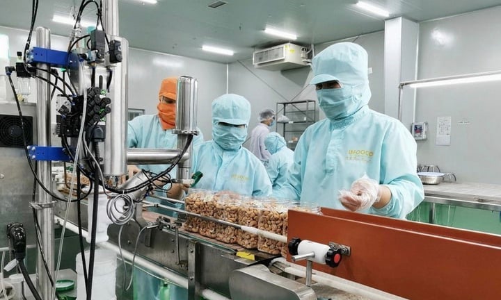 Packing cashew nuts for export at LAFOOCO Company - the first equitized state-owned enterprise in the cashew industry in the country. (Photo: VNA)