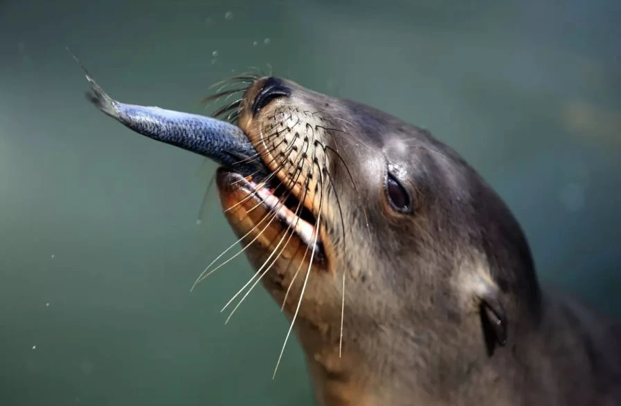 Argentina: Sư tử biển đối mặt nguy cơ tuyệt chủng do dịch cúm gia cầm