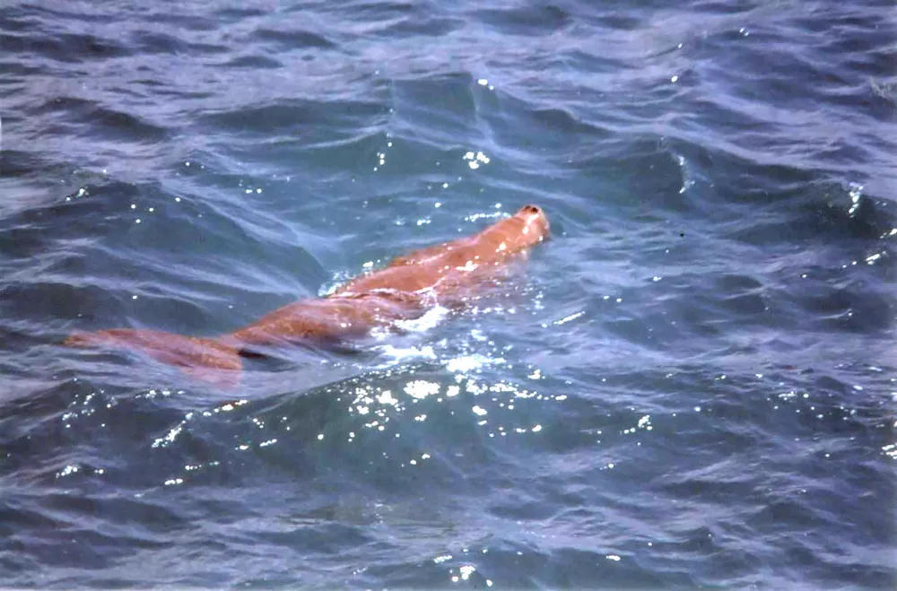 dugong.jpg