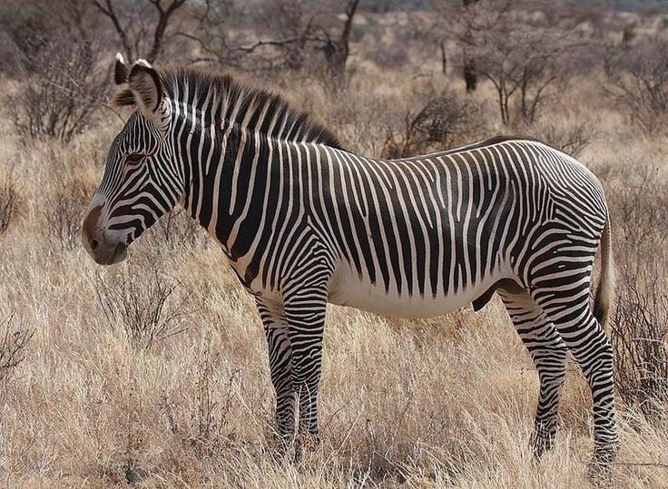 Ngựa vằn Grévy là loài lớn nhất trong họ ngựa. Chúng có thể cao tới 1,6 mét và nặng hơn 400 kg, vượt trội so với ngựa vằn đồng bằng và ngựa vằn núi. Ảnh: Pinterest.