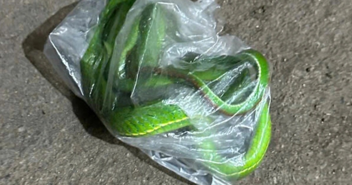 Ông lão 70 tuổi bắt rắn lục cho vào túi nilon đến gặp bác sĩ