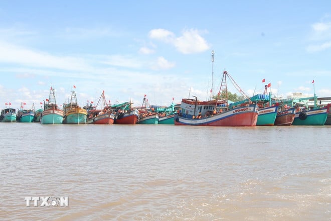 ttxvn-0910-ca-mau-ngu-truong.jpg