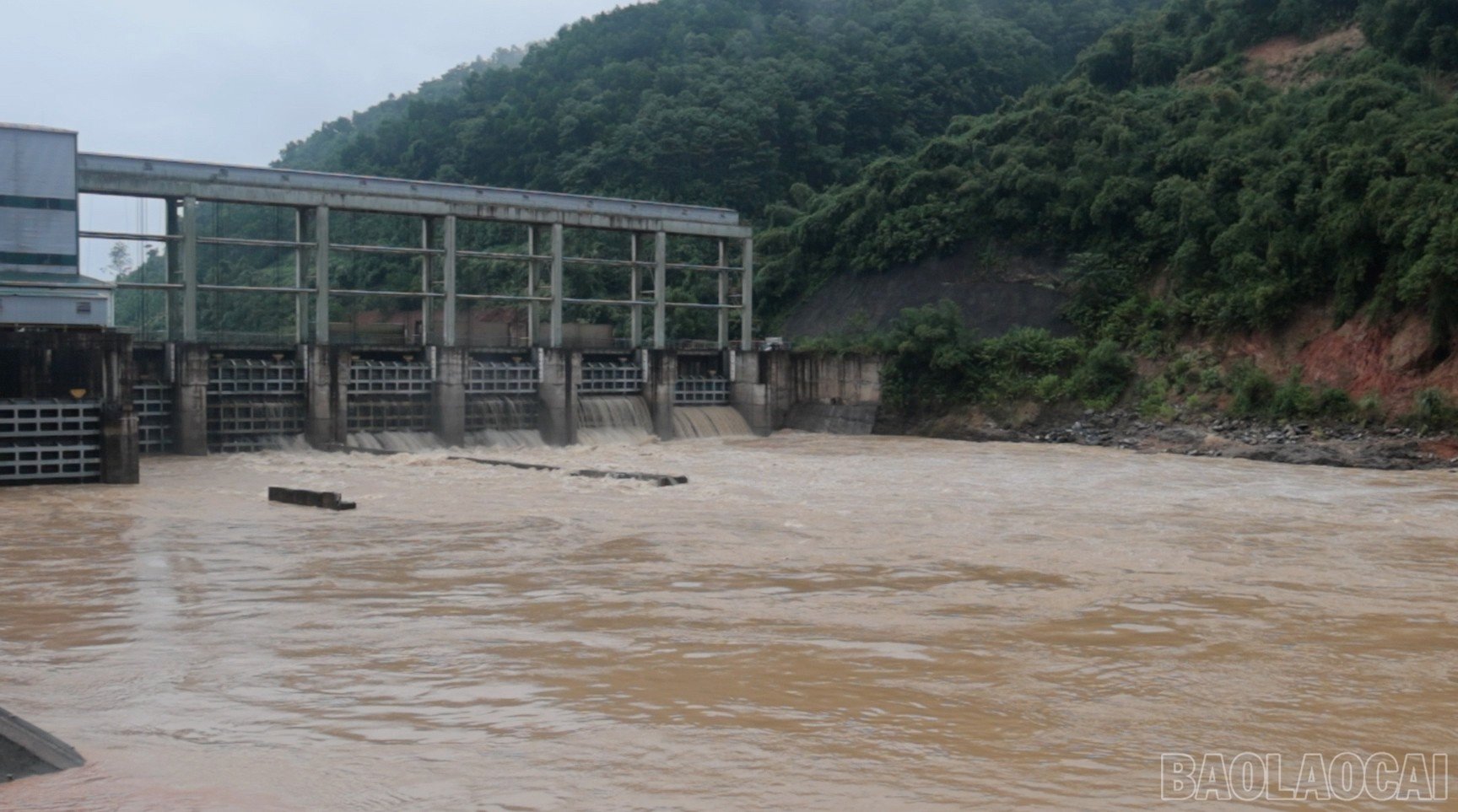baolaocai-br_satlo-8.jpg