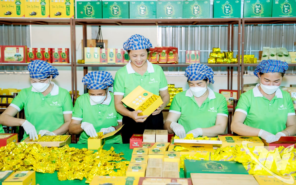 ការកែច្នៃតែតាមស្តង់ដារ VietGAP នៅ La Bang Tea Cooperative។