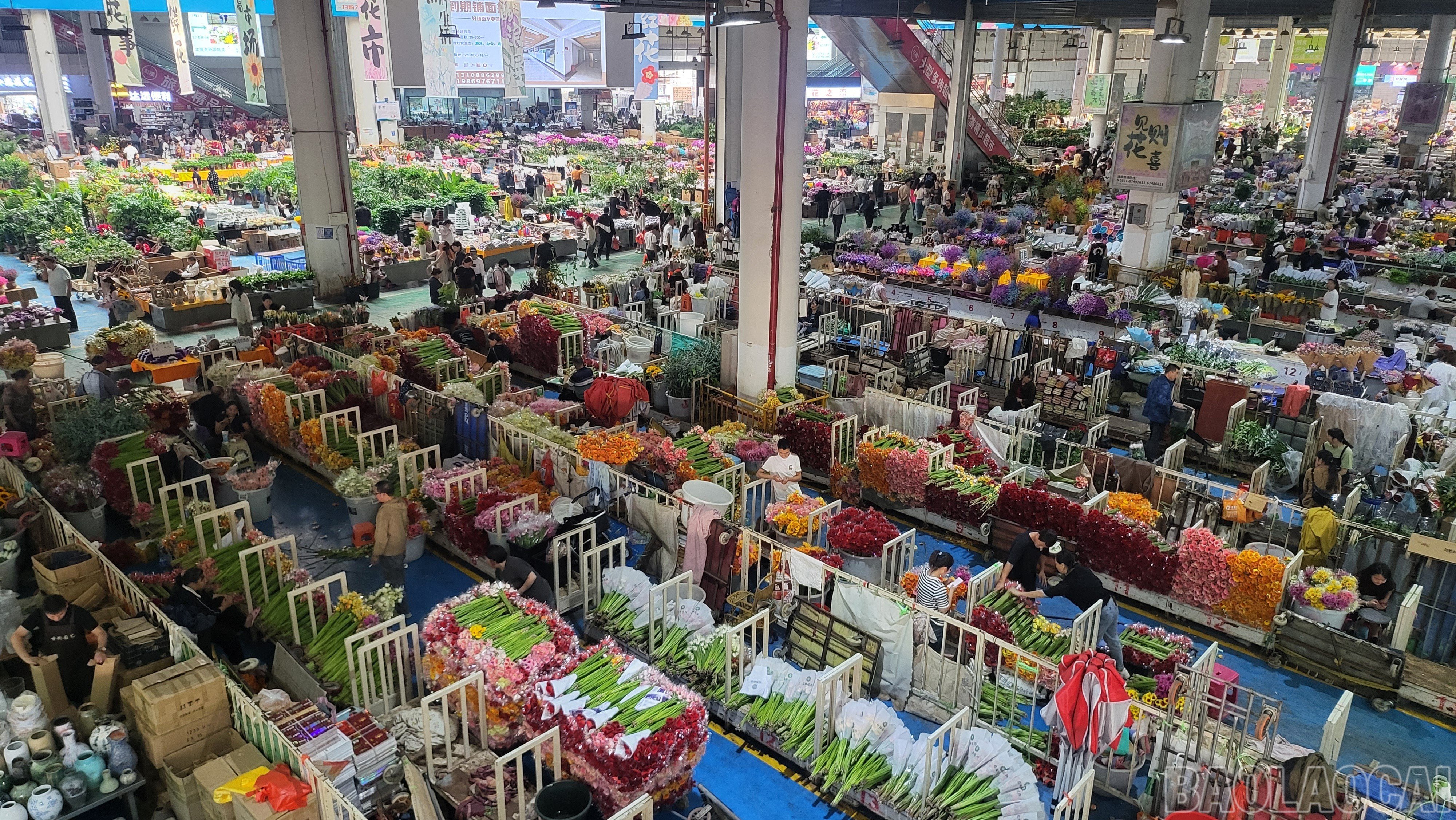 baolaocai-br_20240926-163707-2855-6562.jpg