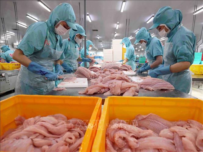 Chế biến sản phẩm cá tra phi lê xuất khẩu tại nhà máy của Tập đoàn Sao Mai (Sao Mai GROUP) tỉnh An Giang. Ảnh: Vũ Sinh/TTXVN