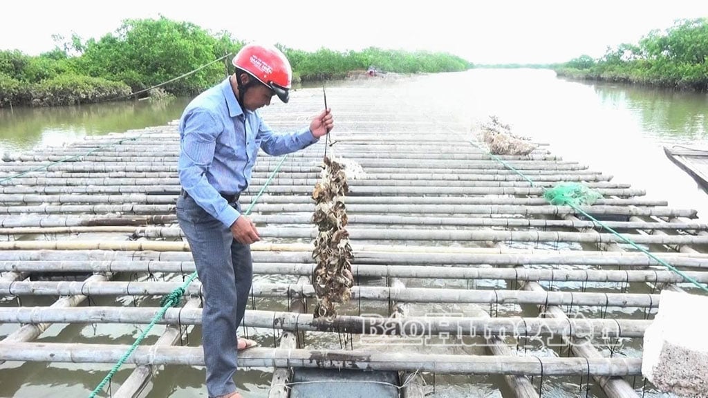 គំរូ​ចិញ្ចឹម​អយស្ទ័រ​របស់​ប្រជាជន​ឃុំ Hung Phu។