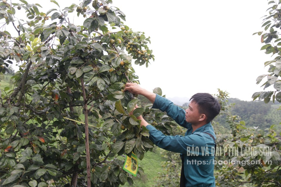 ບັນດາຄອບຄົວທີ່ປູກດອກກຸຫຼາບ Vanh Khuyen ສົມທົບກັບສະຫະກອນ Quyet Tien ກວດກາຄຸນນະພາບຂອງດອກກຸຫຼາບກ່ອນເກັບກ່ຽວ.
