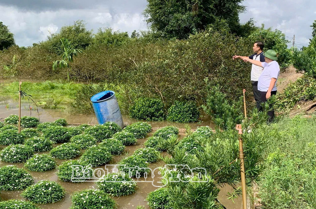 កន្លែងដាំផ្កា និងរុក្ខជាតិលម្អមួយចំនួននៅខាងក្រៅទំនប់របស់អ្នកភូមិ Bach Tinh ត្រូវបានជន់លិច។