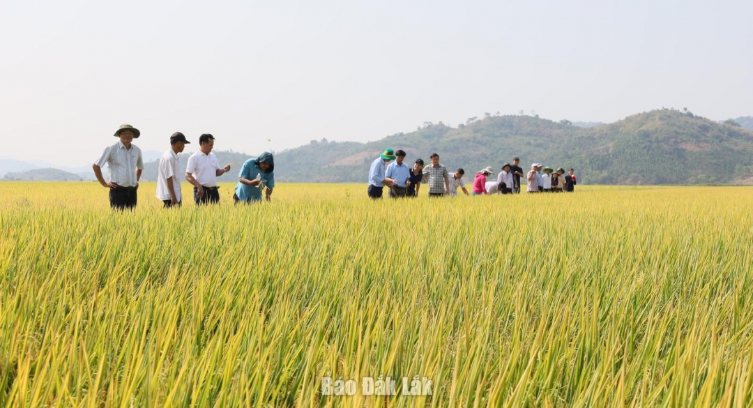គំរូផលិតកម្មស្រូវដើម្បីកាត់បន្ថយការបំភាយឧស្ម័ននៅឃុំក្រាំងអាន។