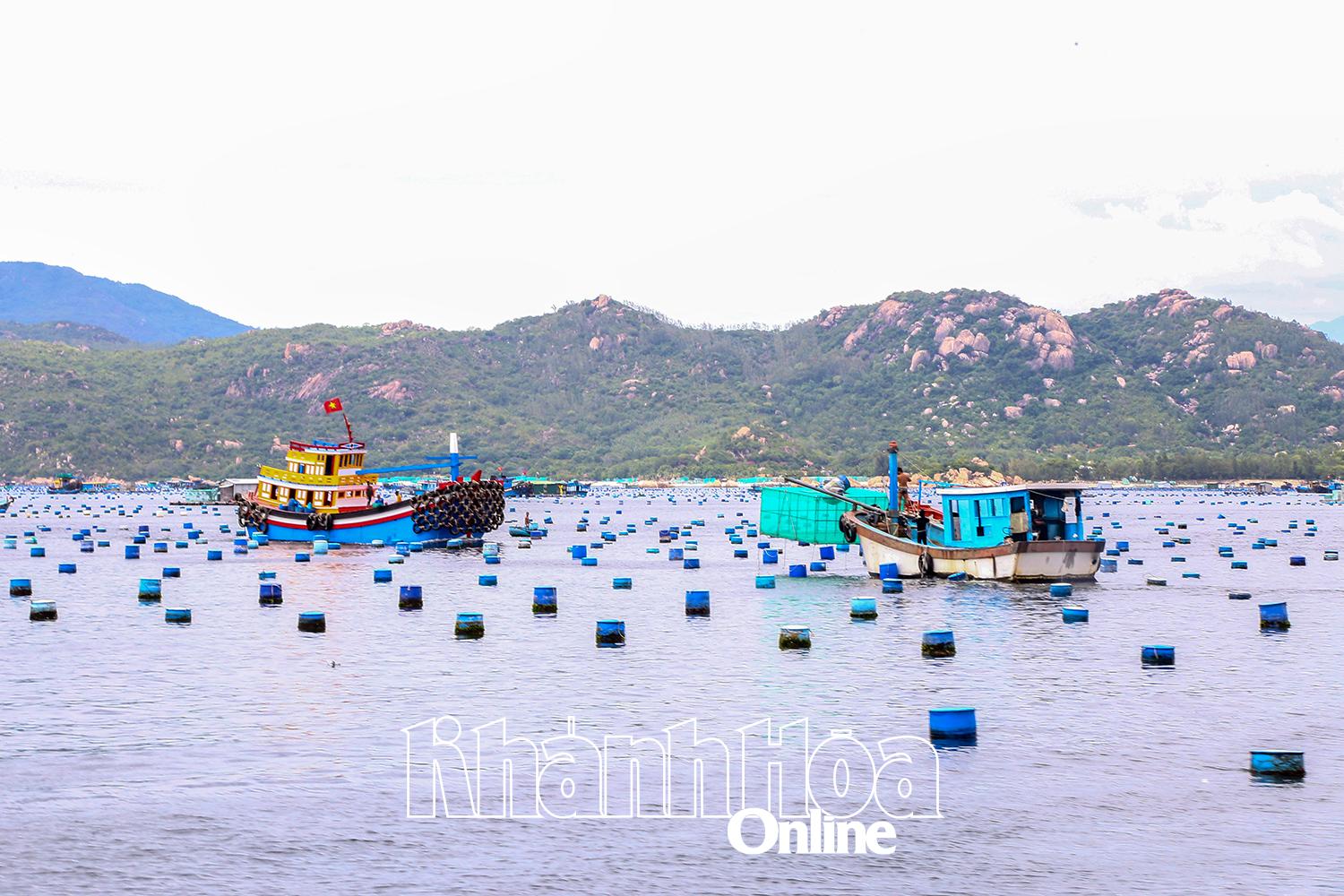 ទ្រុង​វារីវប្បកម្ម​លិច​ទឹក​ស្ថិត​នៅ​ជិត​គ្នា​នៅ​ឈូង​សមុទ្រ Cam Ranh ក្រៅ​តំបន់​កសិកម្ម​ដែល​បាន​អនុញ្ញាត។