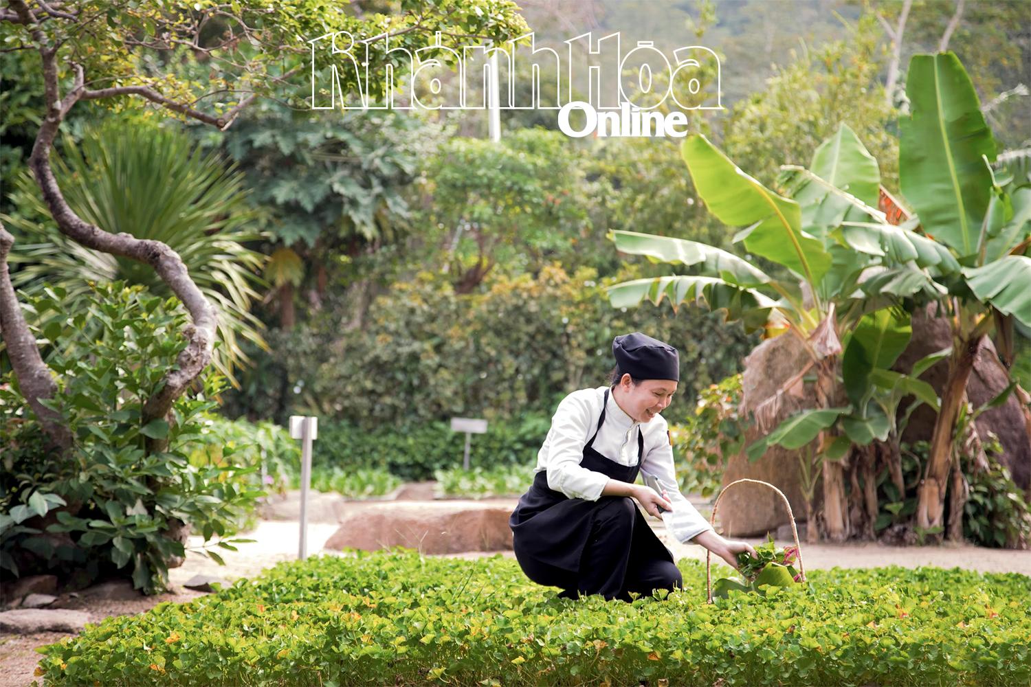 សួនបន្លែបៃតងនៅ Six Senses Ninh Van Bay។  