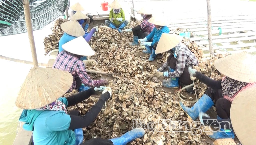 គ្រួសារនៅមាត់សមុទ្រប្រមូលផលអយស្ទ័រ។