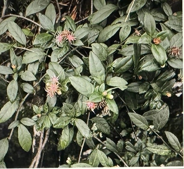thuc-1.jpg