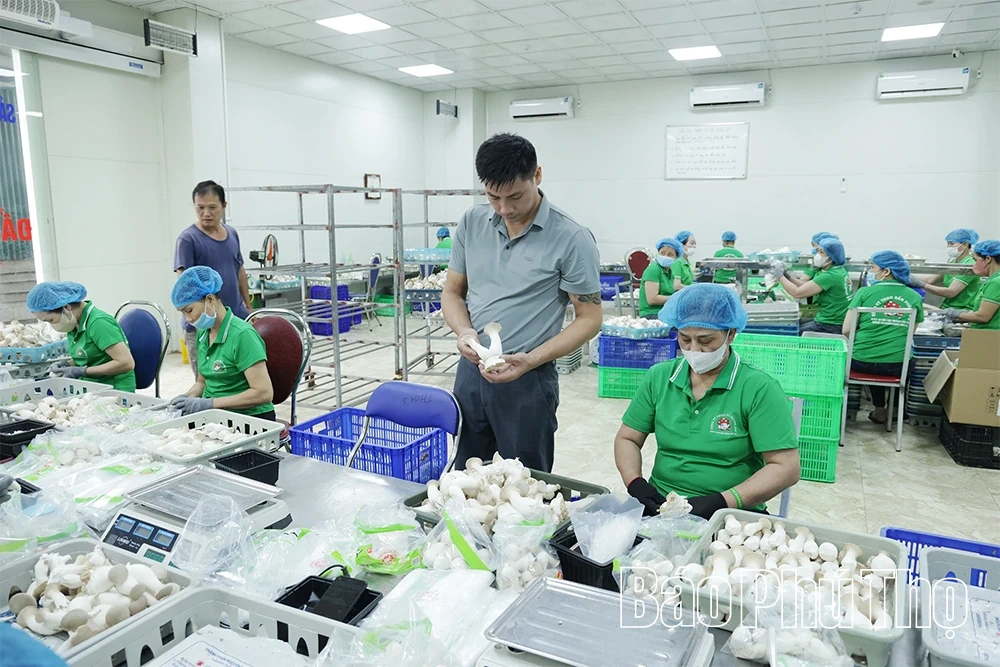 លោក Phung Duc Dinh - អ្នកដែលនាំម៉ាកផ្សិត Phung Gia ដល់កម្រិត OCOP ផ្កាយ 4