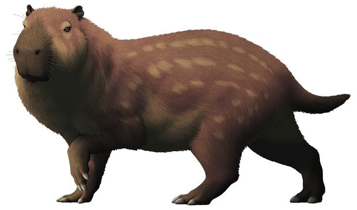 Có họ hàng gần với chuột lang nước. Josephoartigasia là họ hàng xa của chuột lang nước (capybara) — loài gặm nhấm lớn nhất hiện nay. Ảnh: Pinterest.