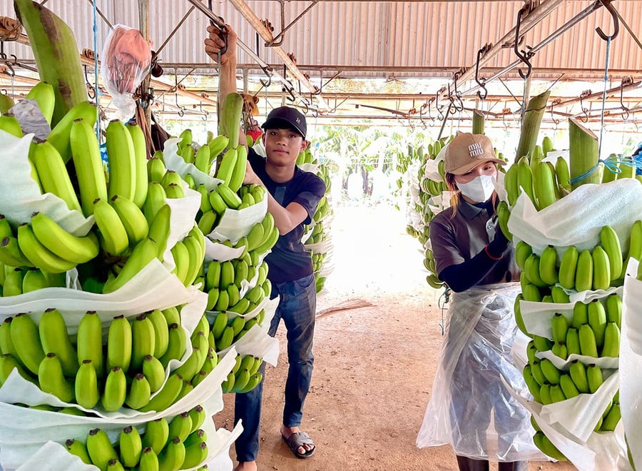 Công ty CP Nông nghiệp công nghệ cao Hưng Sơn dùng hệ thống ròng rọc để vận chuyển chuối từ trang trại về nhà máy sơ chế.