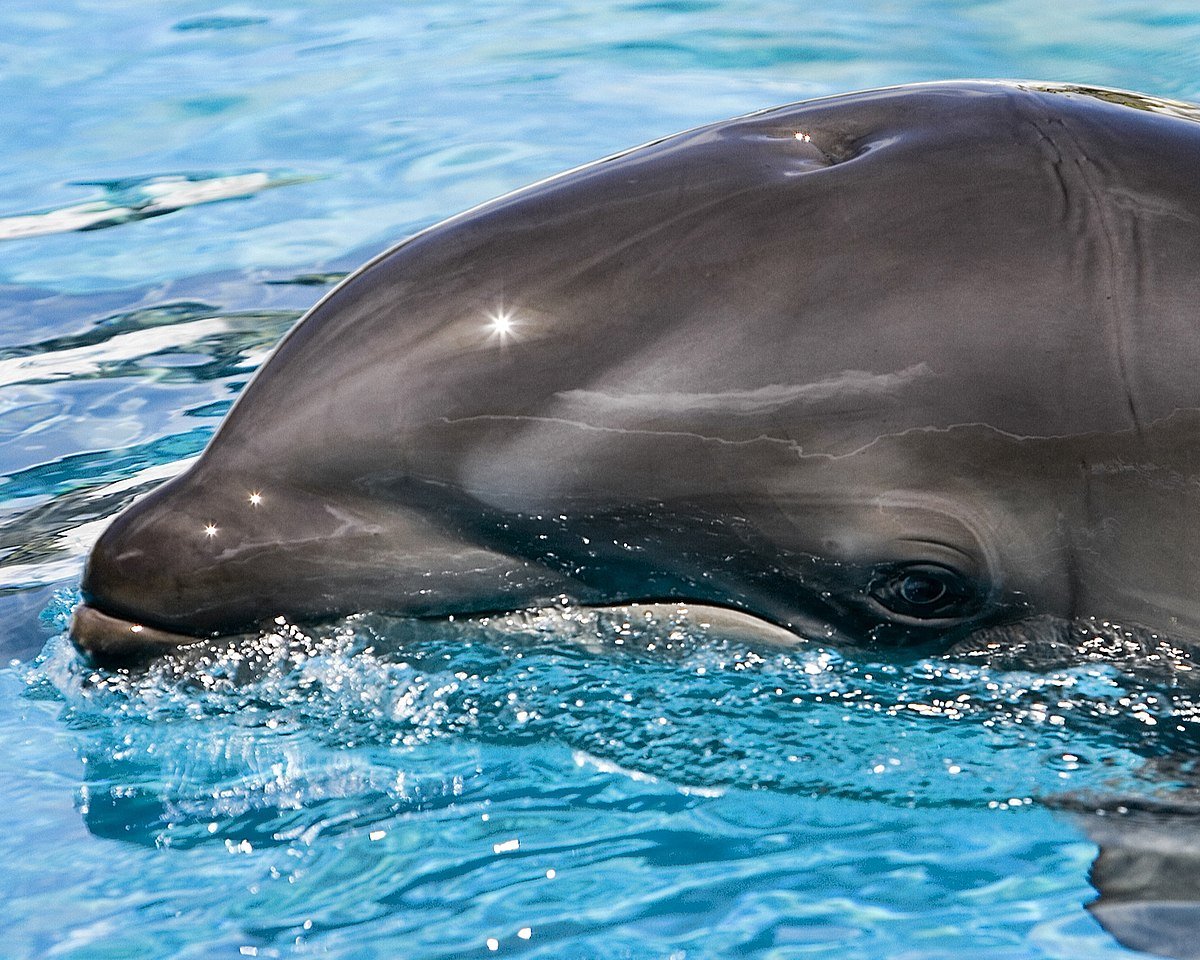 Là con lai giữa cá heo và cá voi hoa tiêu. Wholphin ra đời từ cha mẹ là cá heo mũi chai (Tursiops truncatus) và cá voi hoa tiêu (Pseudorca crassidens). Ảnh: wikimedia.org.