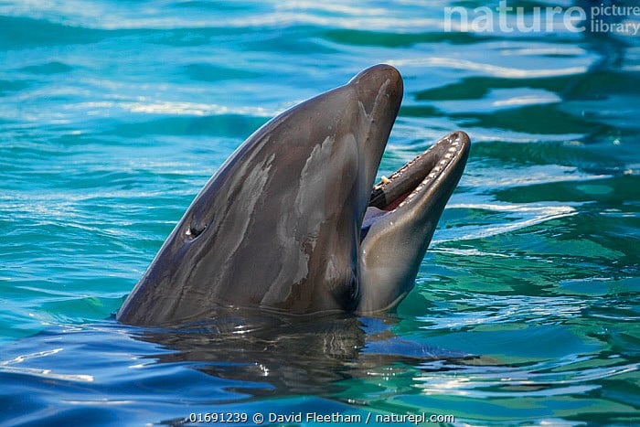 Rất hiếm gặp trong tự nhiên. Hầu hết wholphin được ghi nhận đều sinh ra trong điều kiện nuôi nhốt, không phải ngoài đại dương. Ảnh: infradoxxs.com.