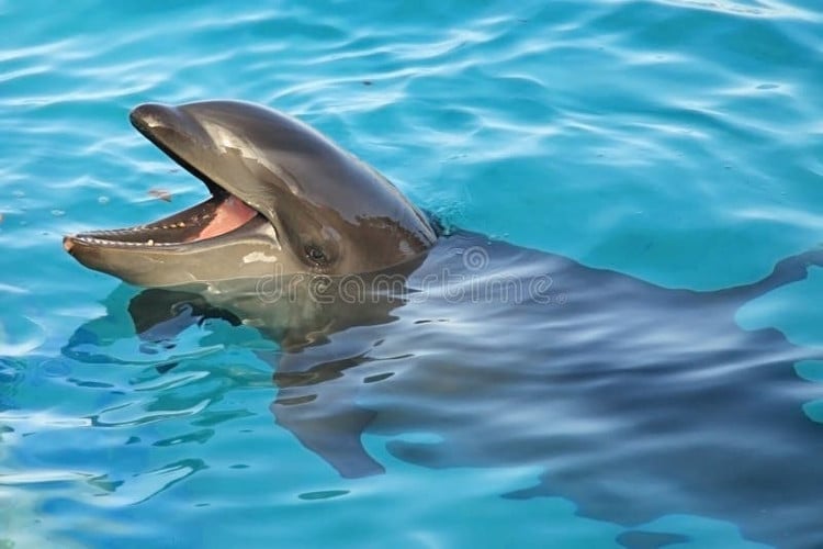 Thông minh và thân thiện. Wholphin có chỉ số thông minh cao, dễ huấn luyện và có khả năng bắt chước âm thanh nhanh chóng. Ảnh: dreamstime.com.