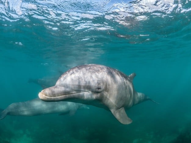 Khả năng sinh sản bình thường. Không như nhiều con lai khác, wholphin có thể sinh sản và tạo ra thế hệ tiếp theo. Ảnh: Pinterest.