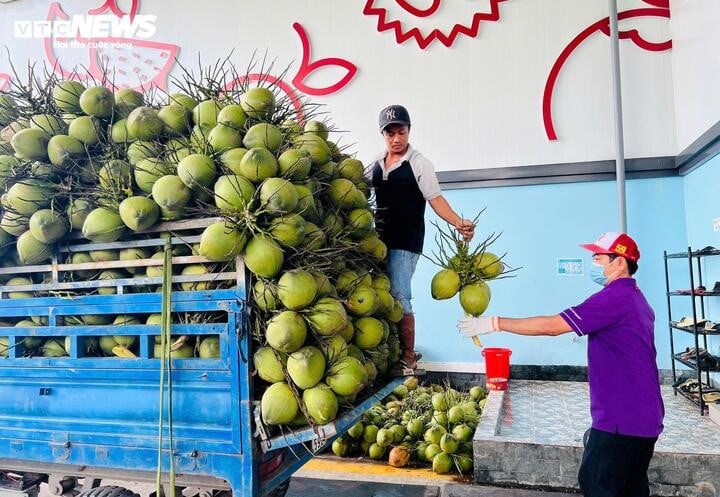 Fresh coconut prices drop sharply after a year of sharp price increases. (Photo: Nguyen Lien)