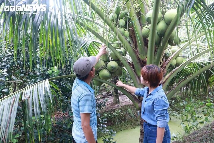 Farmers sign contracts to have their output purchased by businesses, helping to stabilize prices and providing systematic guidance on farming techniques. (Photo: Nguyen Lien)