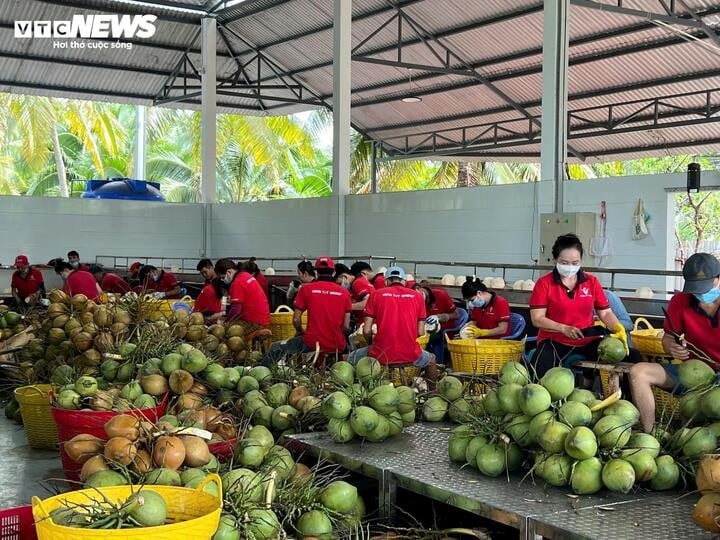 Fresh coconuts after being harvested in the garden will be transported immediately to the factory for processing and packaging. (Photo: Nguyen Lien)