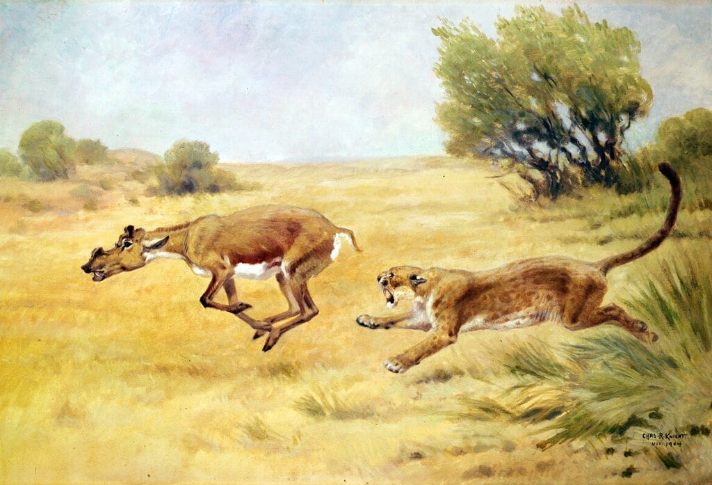 Kích thước tương đương linh dương. Chúng cao khoảng 1 mét và nặng 80–100 kg, thích nghi với đồng bằng khô cỏ thấp. Ảnh: wikimedia.org.