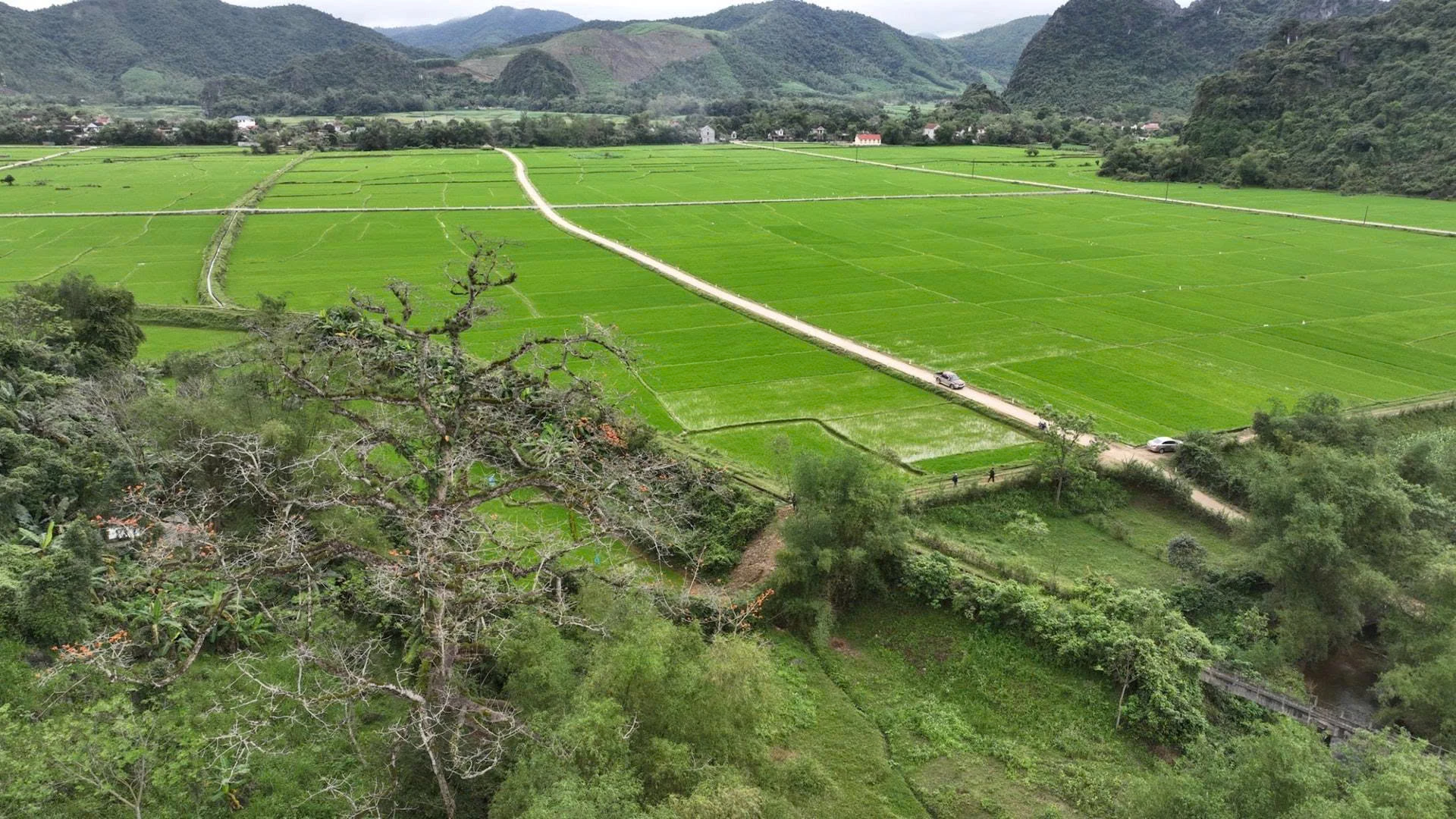 Árvore sumaúma ao lado do campo da aldeia - Foto: Fornecida pela Heritage Association