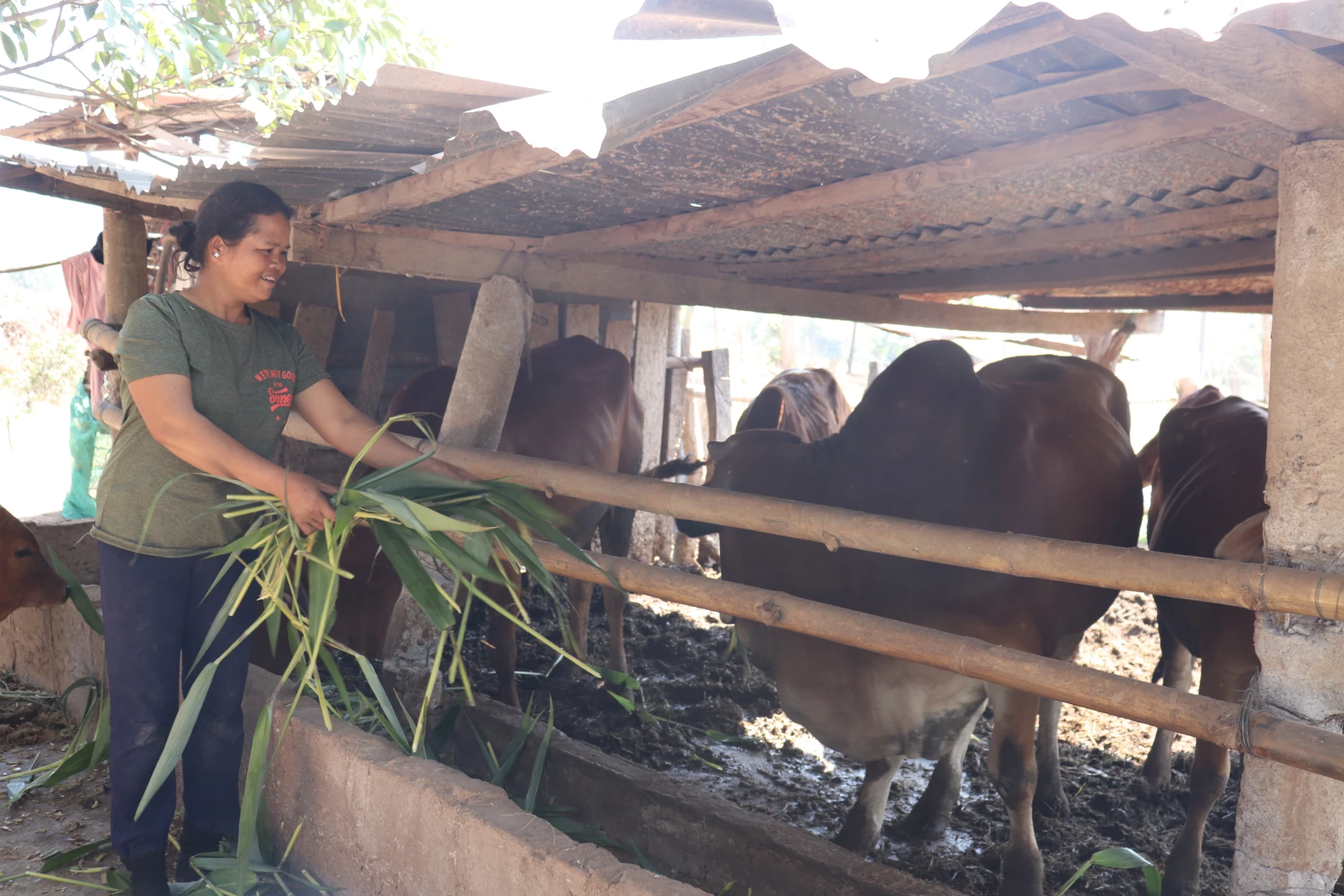 Berkat perawatannya, sapi-sapi keluarga Ibu Cuc tumbuh sehat dan bereproduksi dengan baik - Foto: T.P