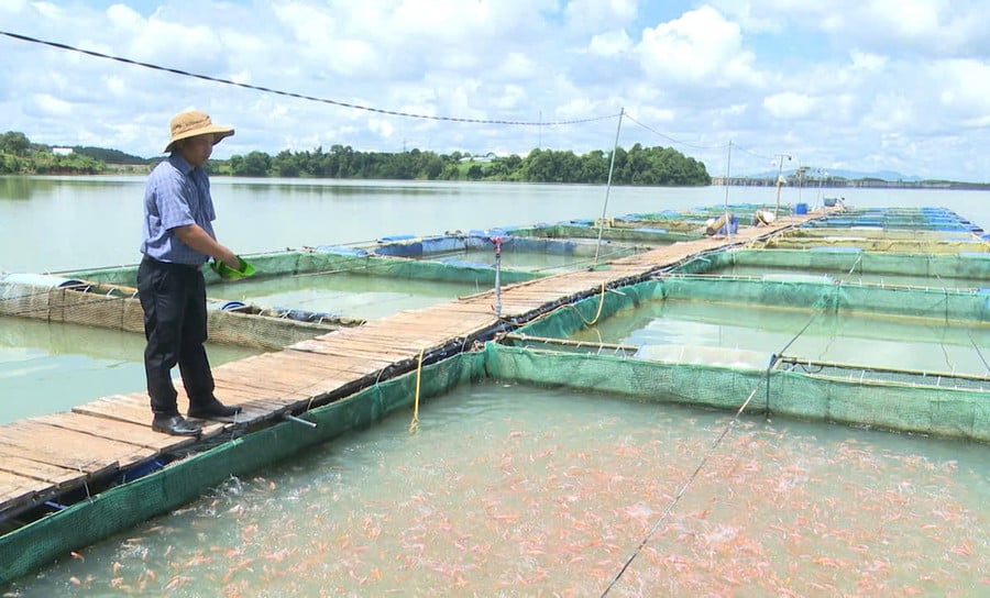 anh-dam-van-sang-mot-trong-nhung-nguoi-tien-phong-o-xa-ia-o-hien-so-huu-20-long-ca-dieu-hong-va-ca-lang.jpg