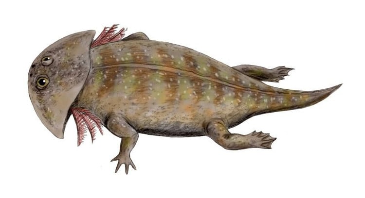 Chúng là loài săn mồi ẩn nấp. Gerrothorax thường nằm im dưới đáy sông hoặc đầm lầy, chỉ trồi mắt và mũi lên mặt nước để quan sát con mồi. Ảnh: Pinterest.