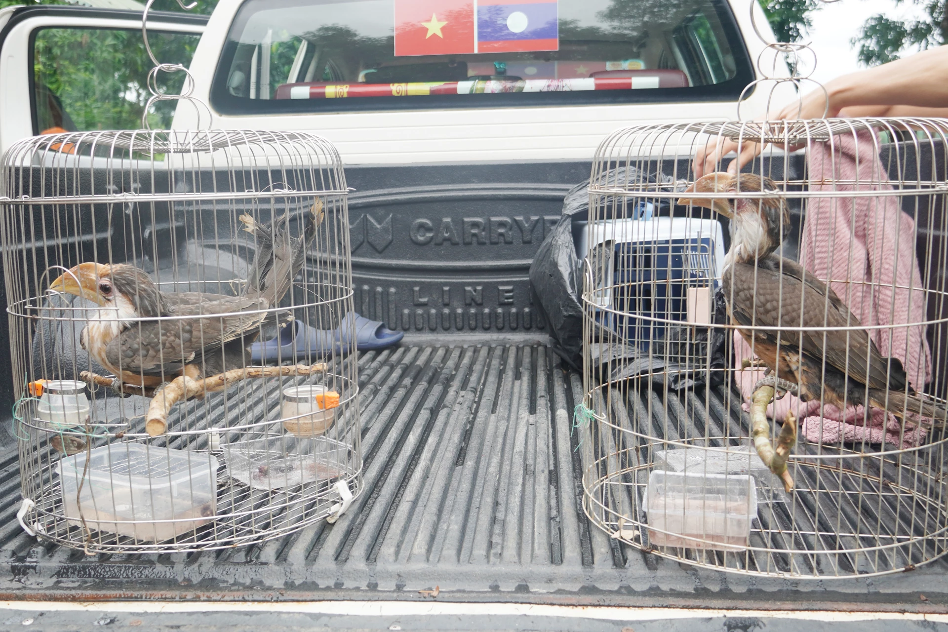 Kedua burung bertenggorokan coklat ini dalam kondisi sehat - Foto: X.V
