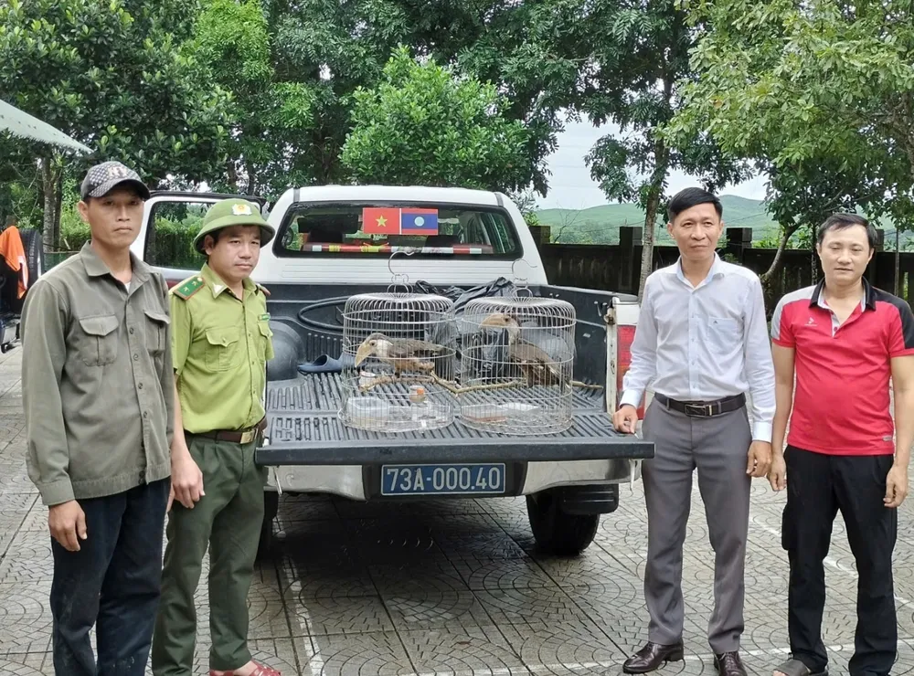 Zwei seltene Braundrosseln wurden dem Phong Nha – Ke Bang Nationalpark übergeben
