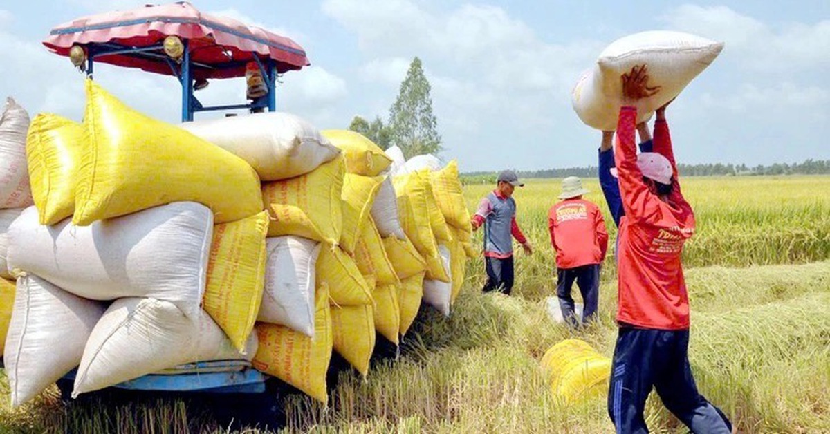 Philippines tính kéo dài lệnh cấm nhập khẩu gạo, gạo Việt chịu sức ép lớn