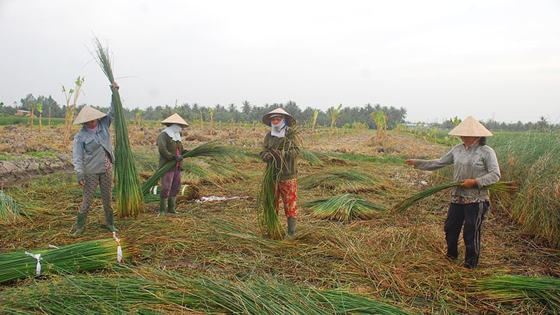 Lác cọng, nguyên liệu cho làng nghề dệt chiếu Cà Hom, Bến Bạ, xã Hàm Giang, tỉnh Vĩnh Long.