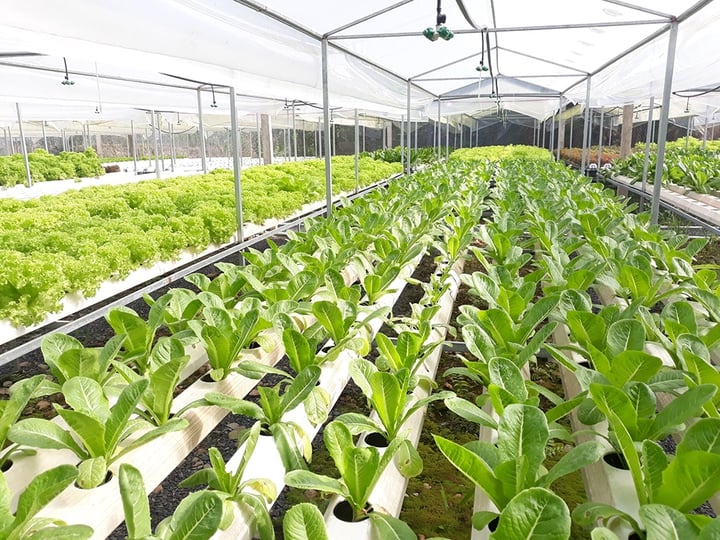 Kiên Giang sơ kết đánh giá kết quả công tác chuyển đổi số và thực hiện Đề án 06 quý I/2025 - Ảnh 1.