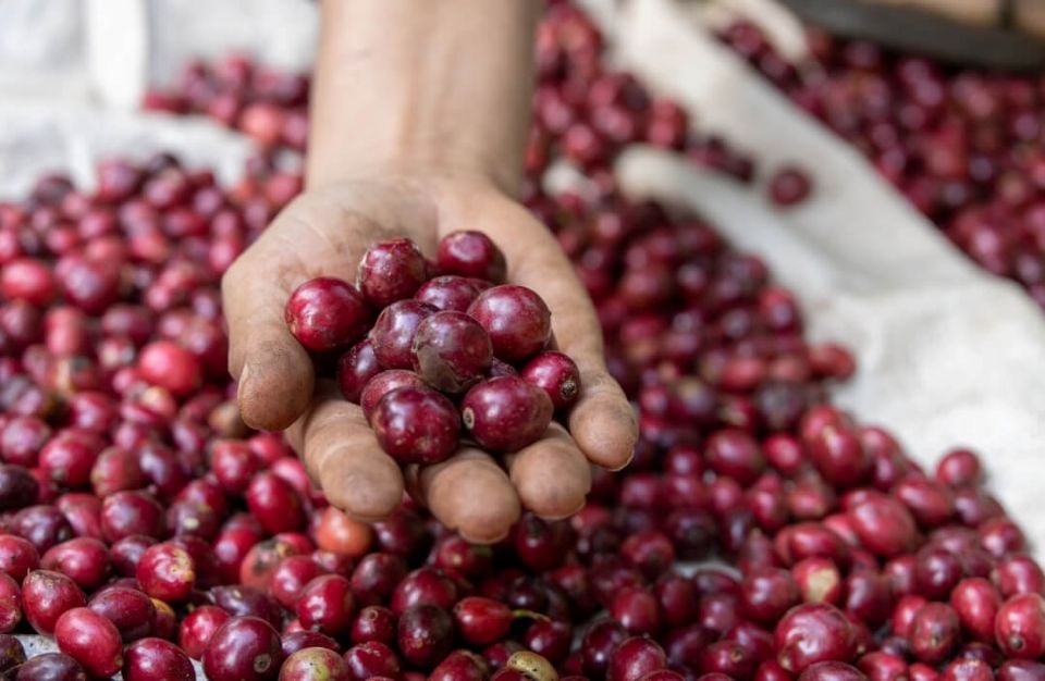 Agrarproduktpreise am 11. Oktober 2025: Kaffeepreis drehte sich um, Pfeffer blieb unverändert