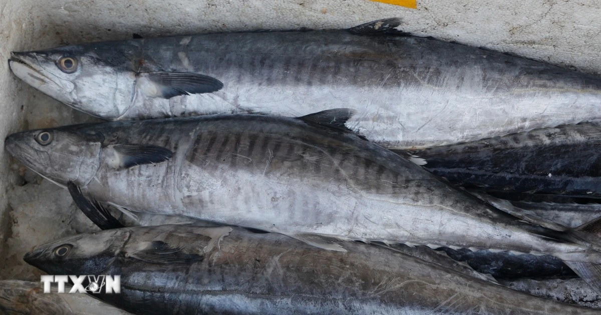 Loài cá giúp bổ máu, cải thiện chất lượng máu hiệu quả hơn cá hồi