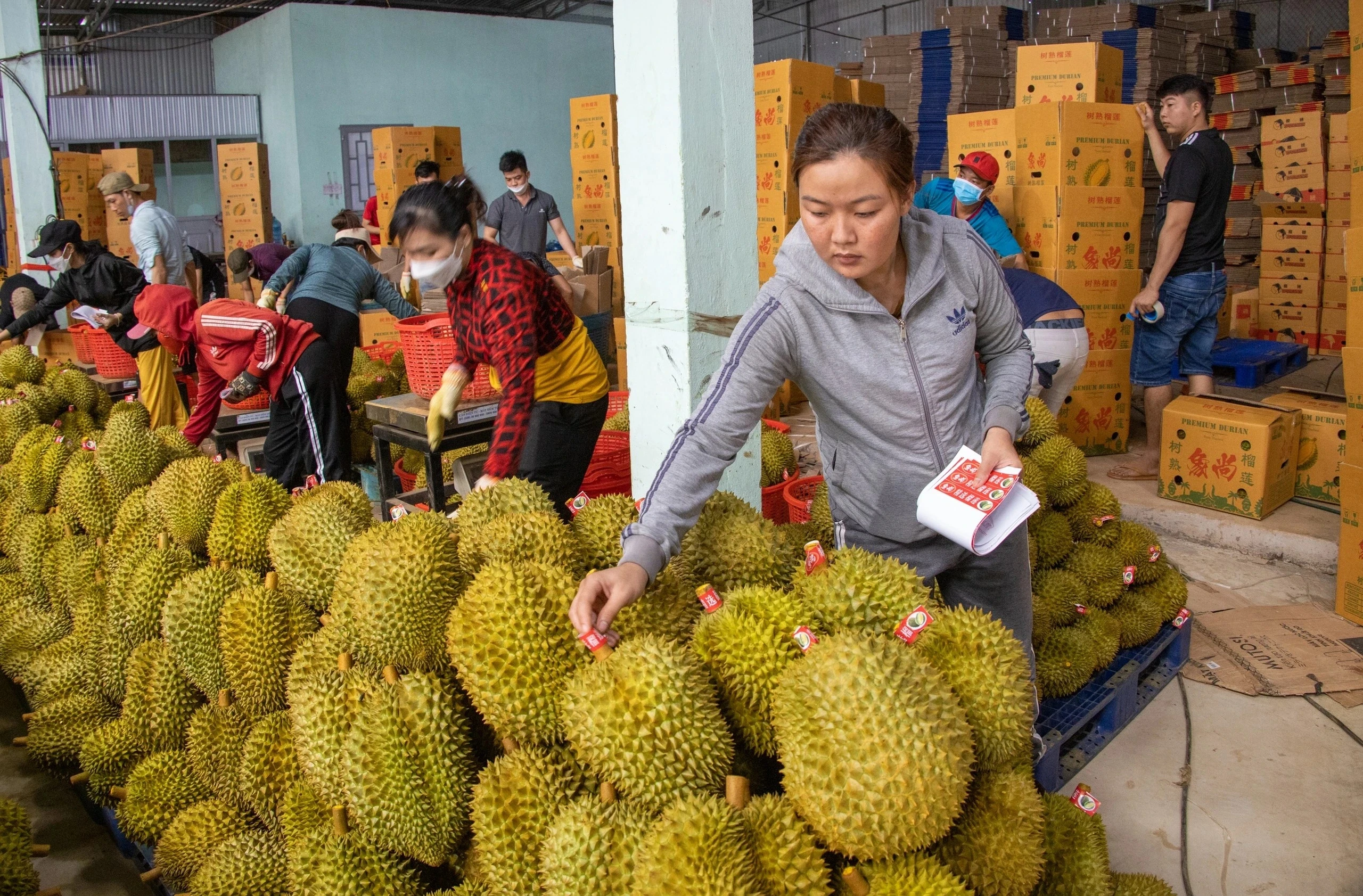 Prix ​​des produits agricoles 13 octobre 2025 : Prix du riz, du durian, du porc, du caoutchouc, du café, du poivre